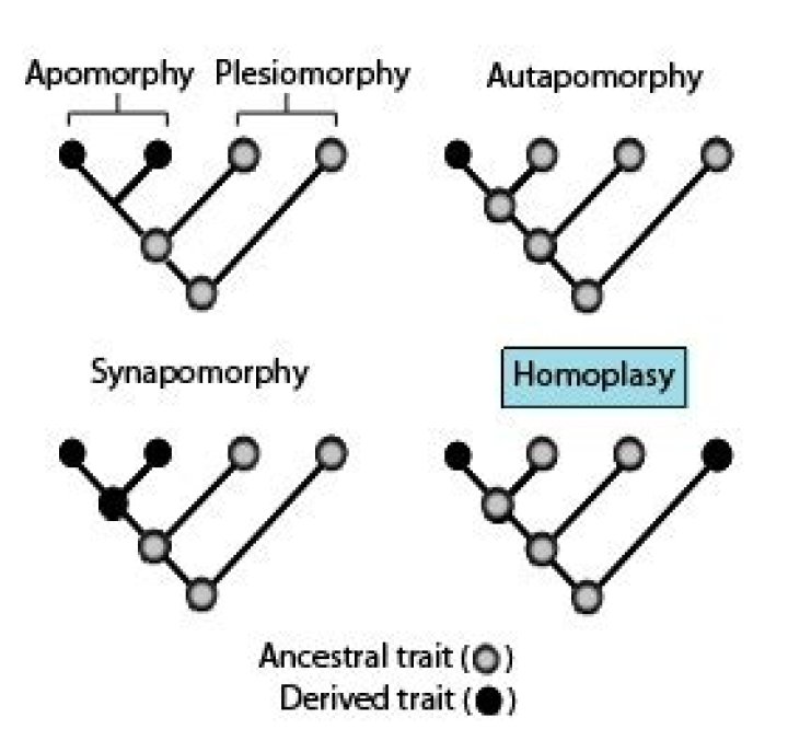 How to define homoplasy?