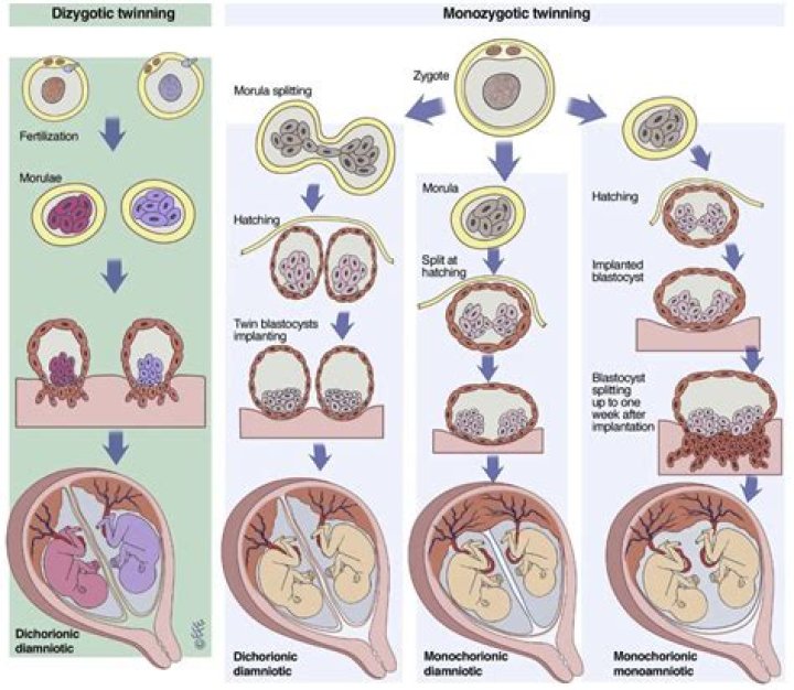 How to determine zygosity?