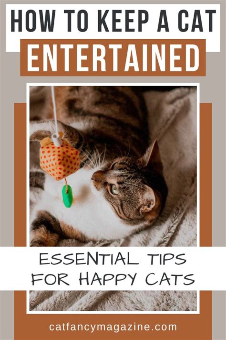 How to entertain a cat while you're at work?