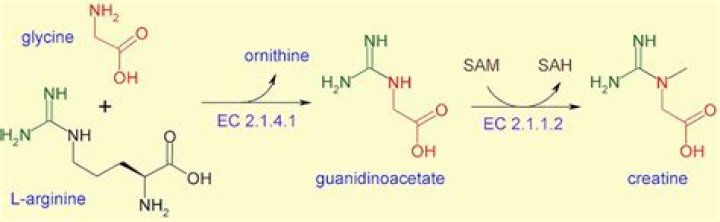 How to find sarcosine?