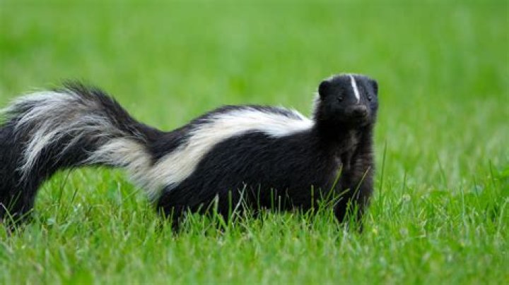 How to get rid of a skunk?