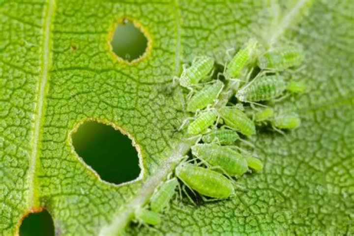 How to get rid of aphids permanently?