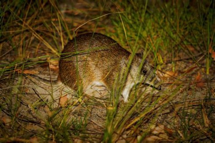 How to get rid of bandicoots in india?