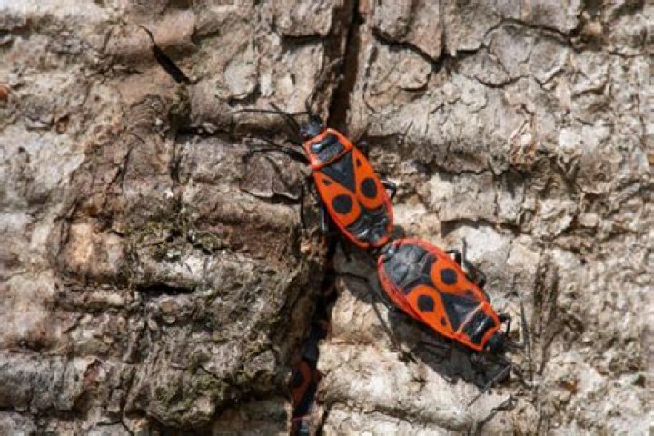 How to get rid of european firebugs?