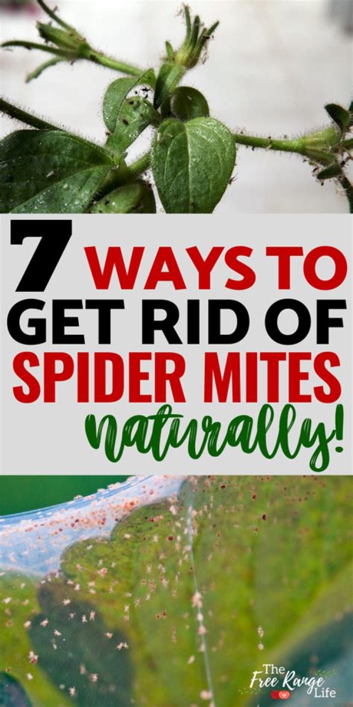 How to get rid of spider mites?