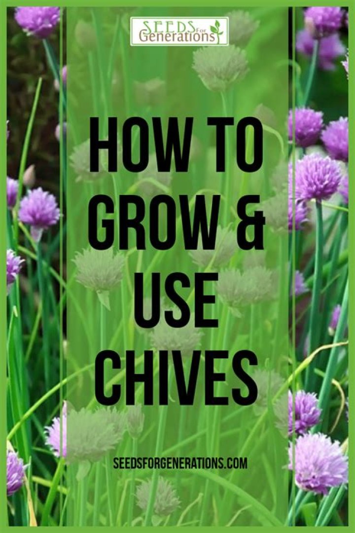 How to grow and use chives?