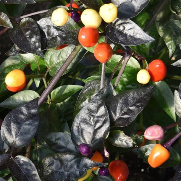 How to grow bolivian rainbow pepper plant?
