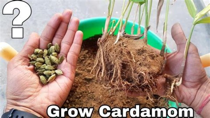 How to grow cardamom?