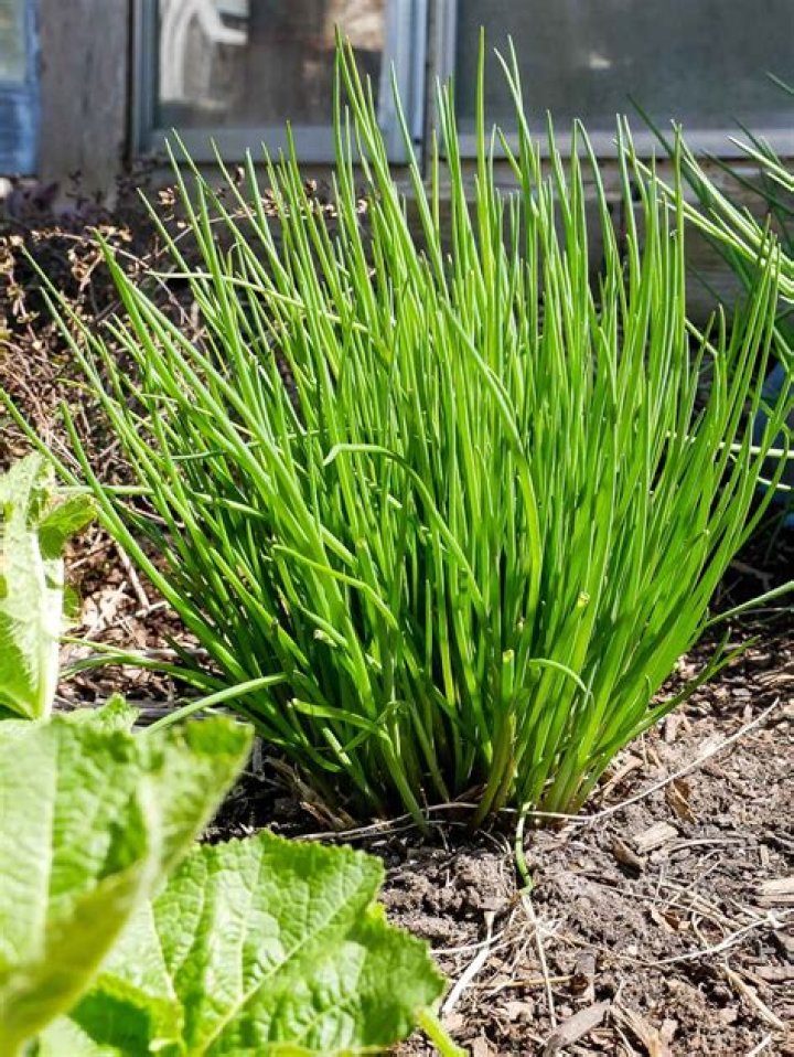 How to grow chives?