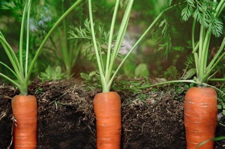 How to grow the carrot?