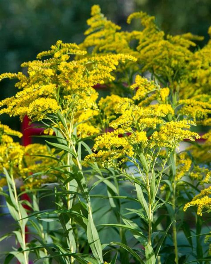 How to identify goldenrod?