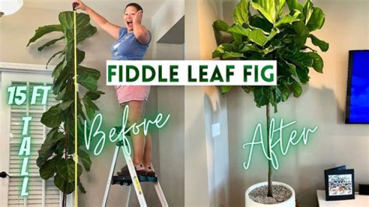 How to keep fiddle leaf fig short?