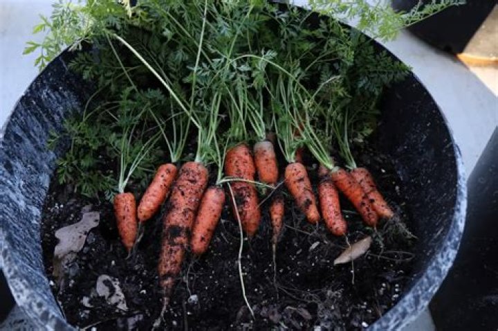 How to know when home grown carrots are ready?