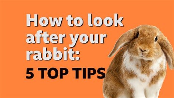 How to look after a rabbit?