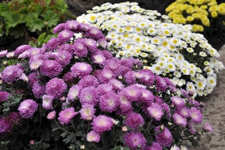How to plant chrysanthemum snowland?