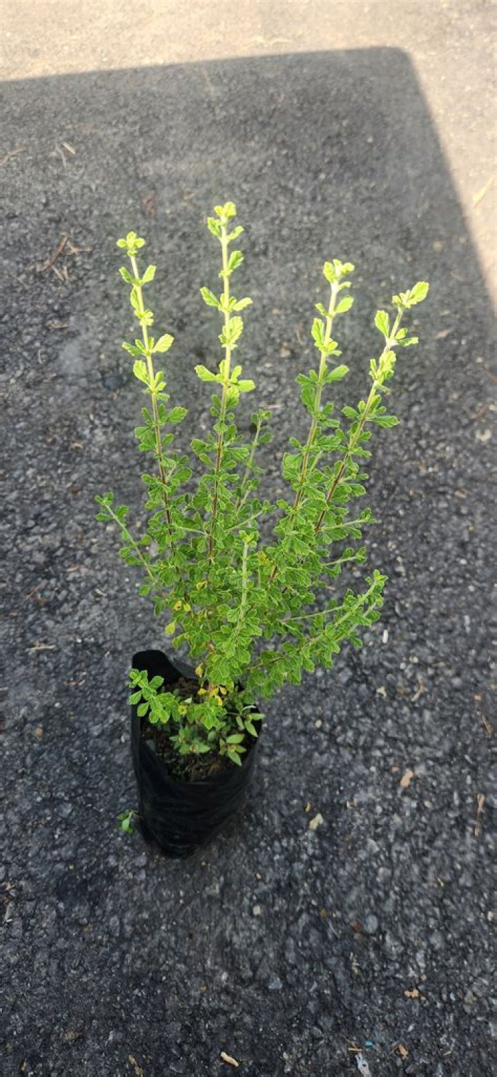 How to plant lippia?