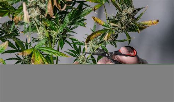 How to prevent verticillium wilt?