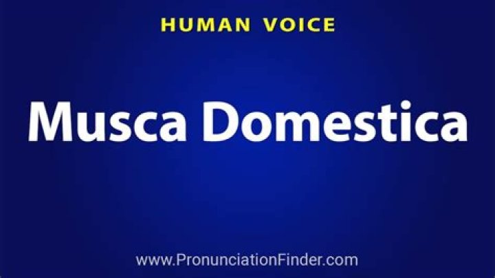 How to pronounce musca domestica?