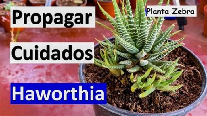 How to propagate haworthia concolor?