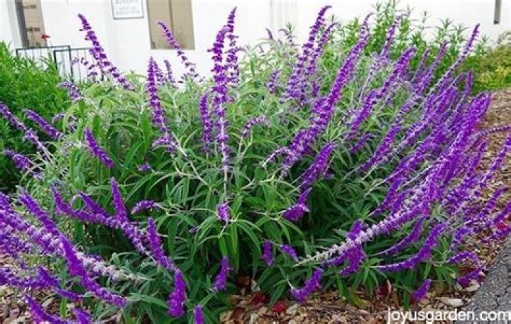 How to prune salvia?