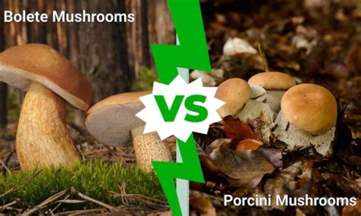 How to store bolete mushrooms?