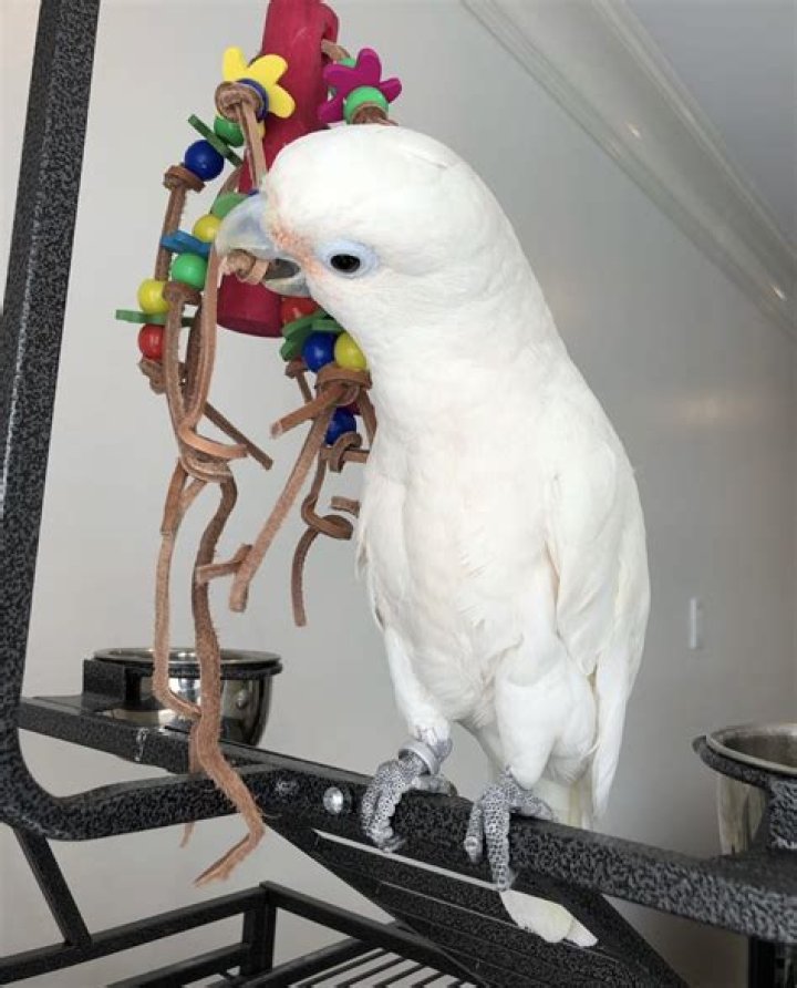 How to train cockatoo?