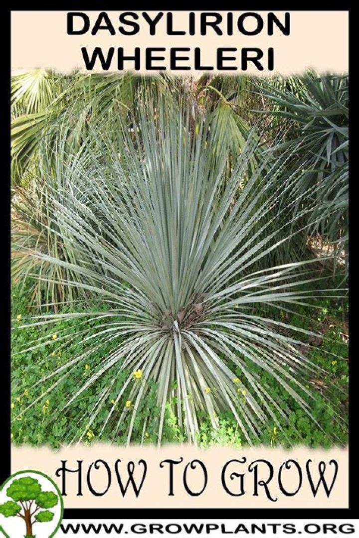 How to trim dasylirion wheeleri?