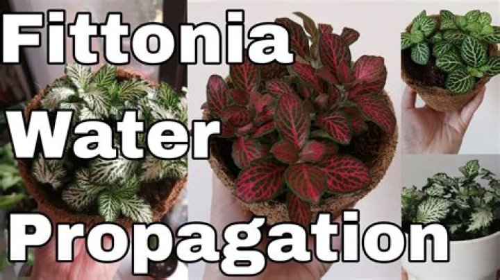 How to water fittonia?