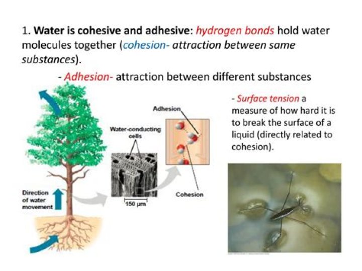 How water influences the cohesion of unconsolidated sediment?