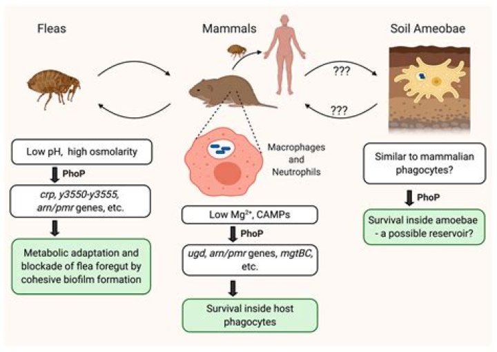 How yersinia pestis attacks and spreads?