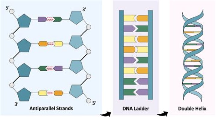 In a double stranded dna molecule?