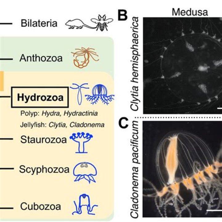In a polymorphic hydrozoan colony the function of dactylozooids is?