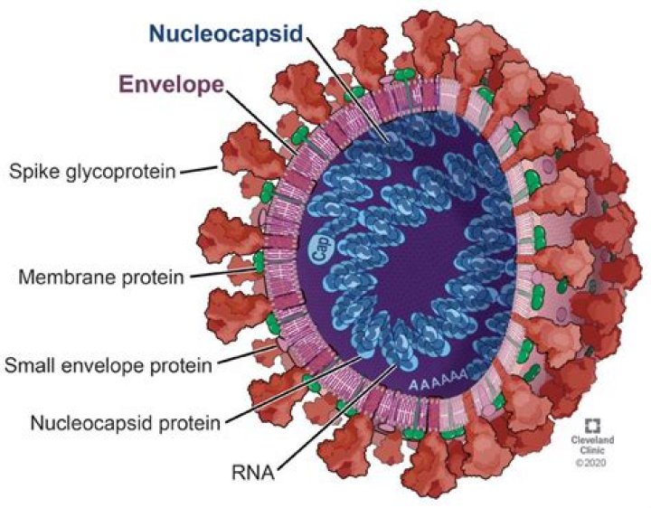 In a virus the and the genetic material are known as a nucleocapsid?