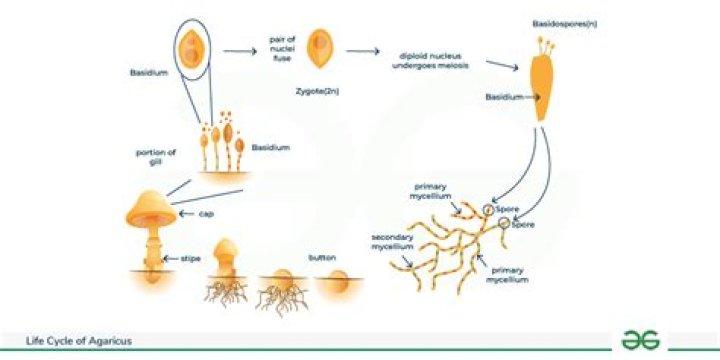 In agaricus meiosis occurs in?