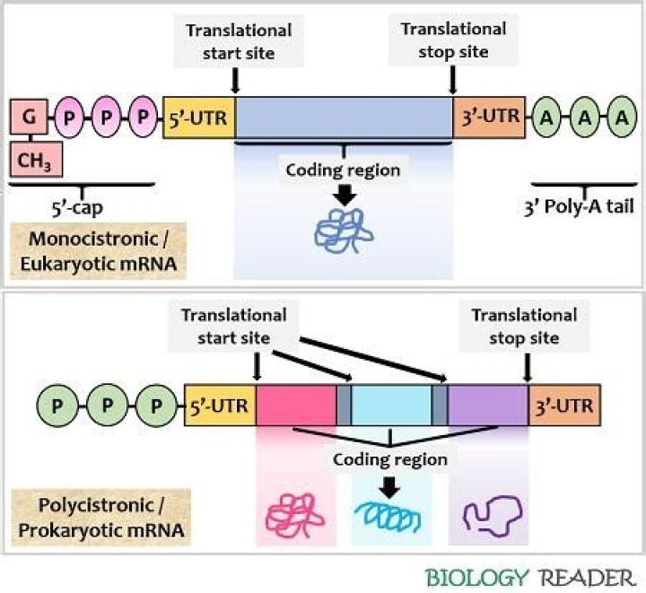 In bacteria single polycistronic mrna encodes for?