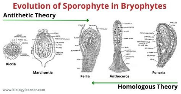 In bryophytes the sporophyte always?