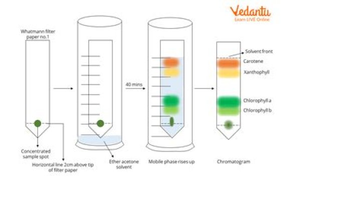 In chromatography what is rf?