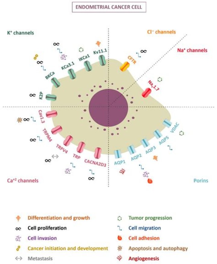 In endometrial cancer cells?