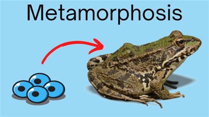 In frogs metamorphosis is controlled by?