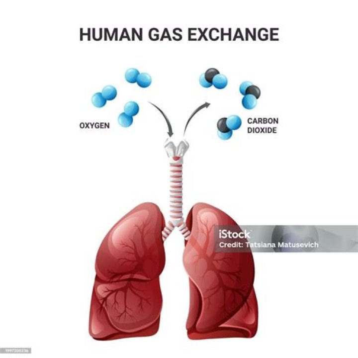 In human lungs are lodged in?