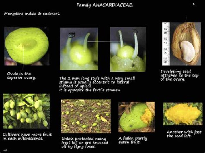 In mangifera indica l. generic epithet is?