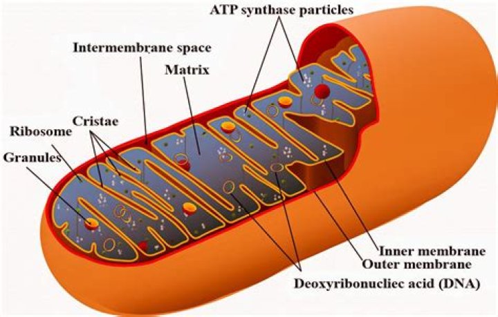 In mitochondria which portion contains specific proteins?