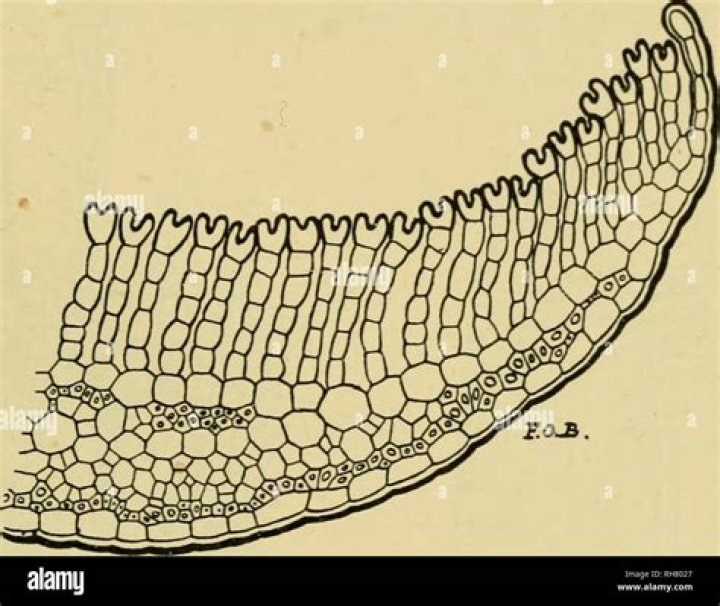 In moss stomata appears on?