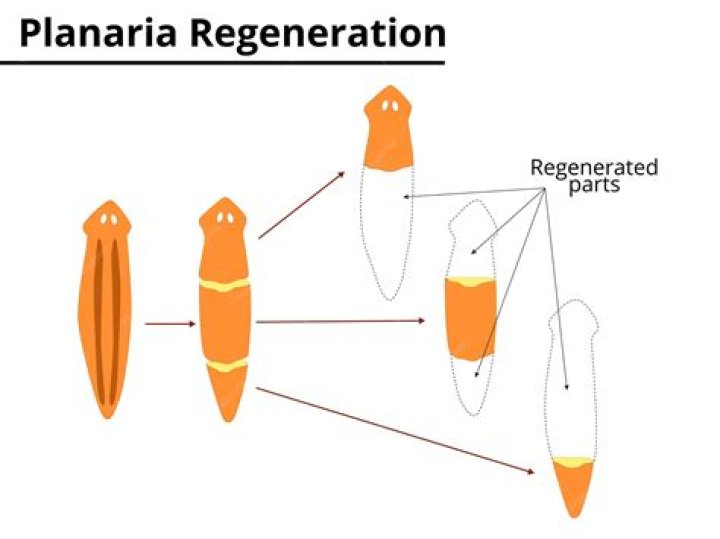 In planaria asexual reproduction occurs by?