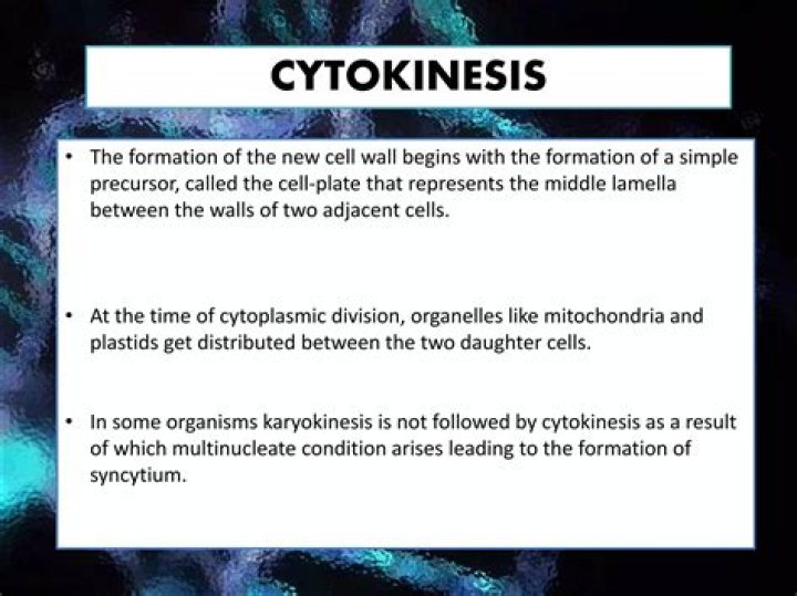 In some organisms karyokinesis?