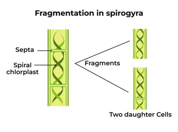 In spirogyra pyrenoids are present on?