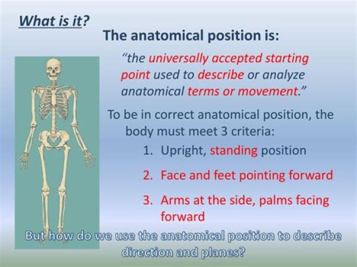In the anatomical position the pollex is on the side of the manus?