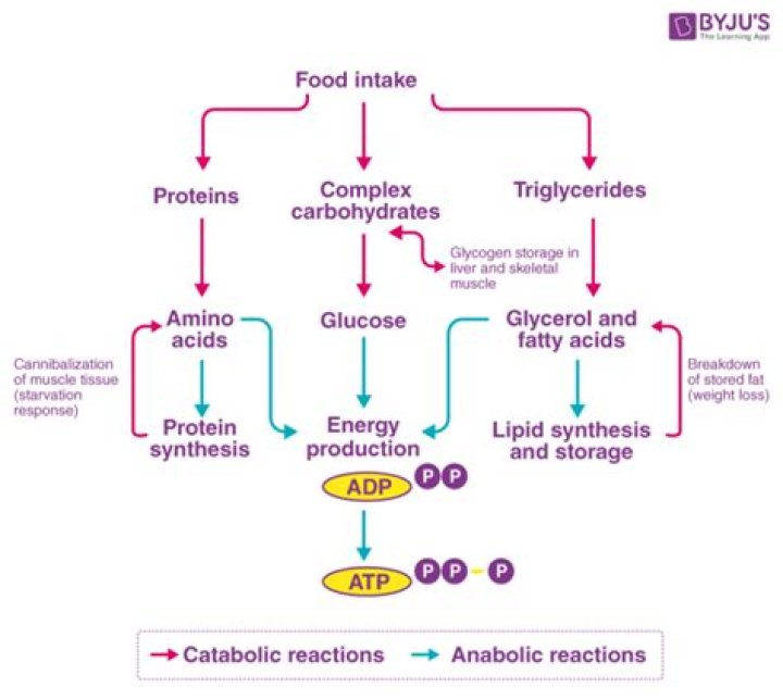 In the first step of lipid catabolism?