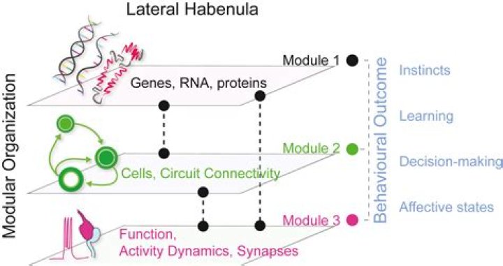 In the lateral habenula?