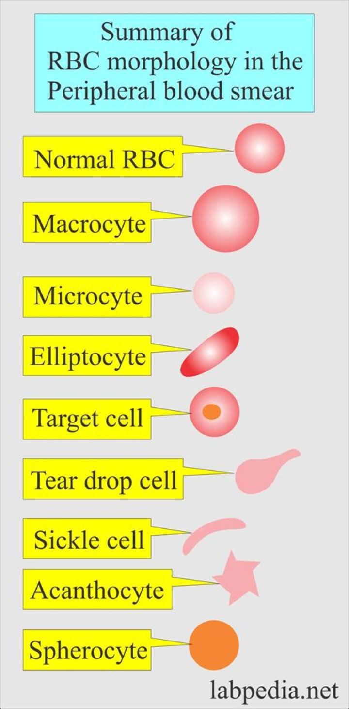 In the stage of margination the white blood cells?